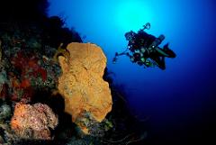Little Cayman "Wall Dives for Days" Dive Travel
