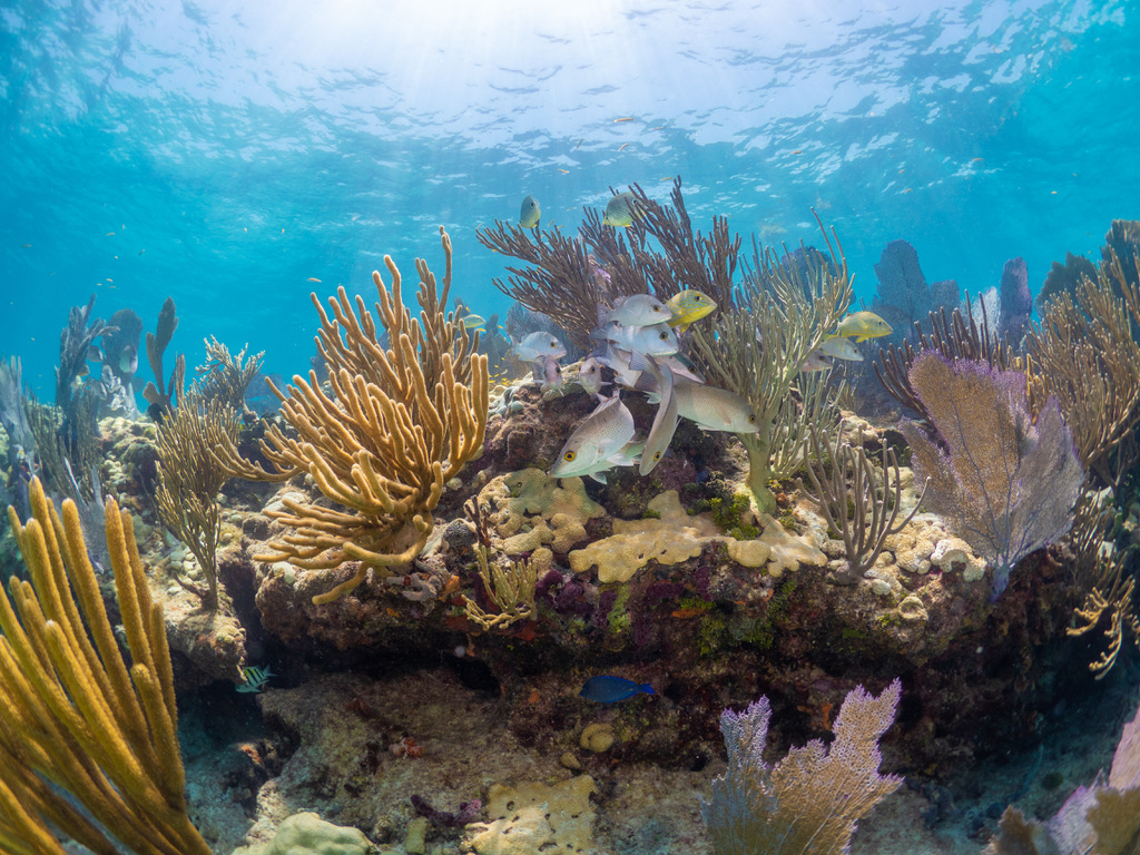 Looe Key Reef Trip - Captain Hook's Reservations