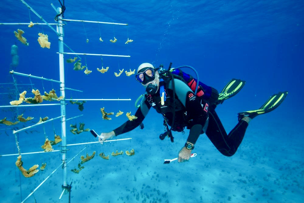 Earth Day Reef Renewal USA Coral Nursery Dive