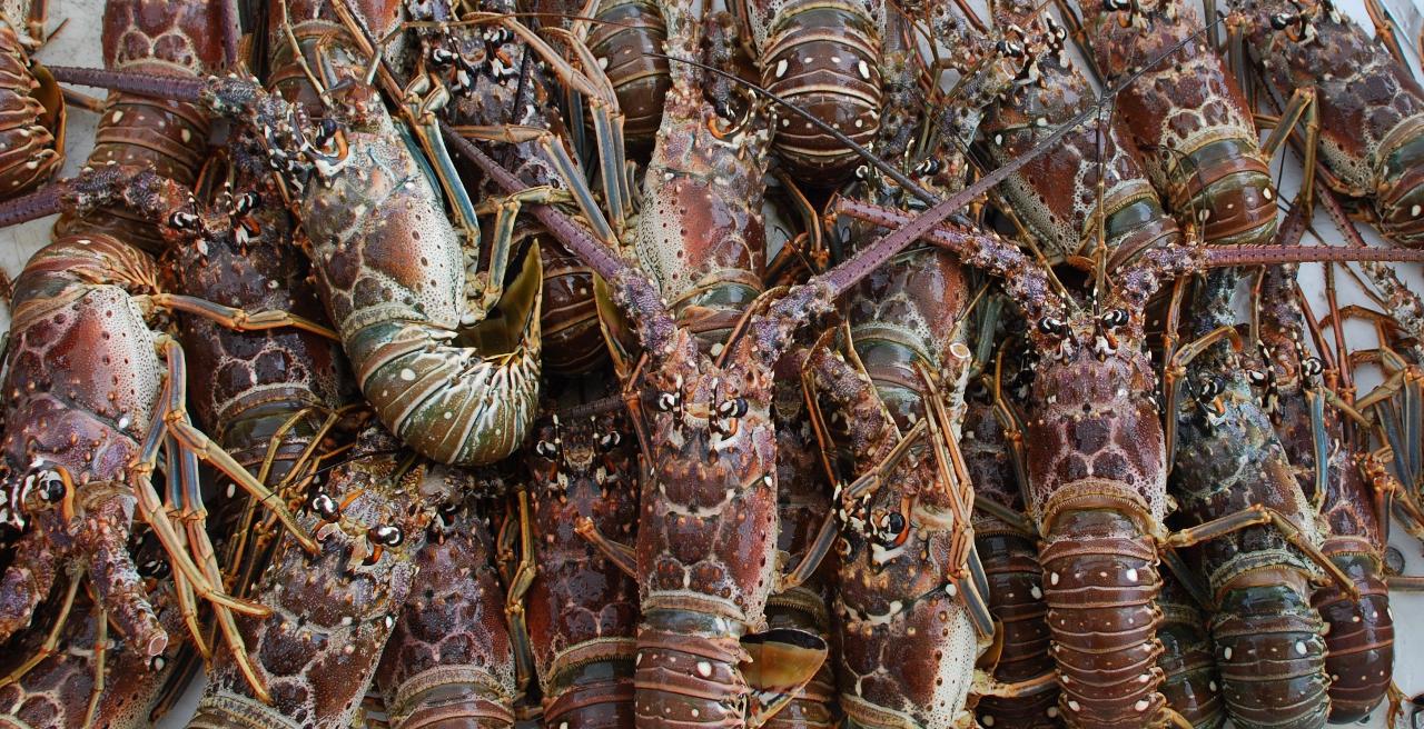 Key West Lobster Dive Trip - Catch Your Own Lobster in the Florida Keys