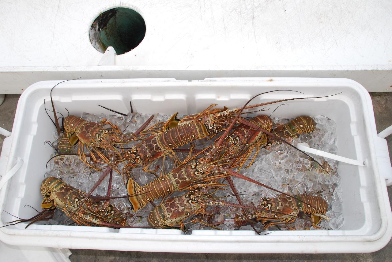 Key West Lobster Dive Trip - Catch Your Own Lobster in the Florida Keys