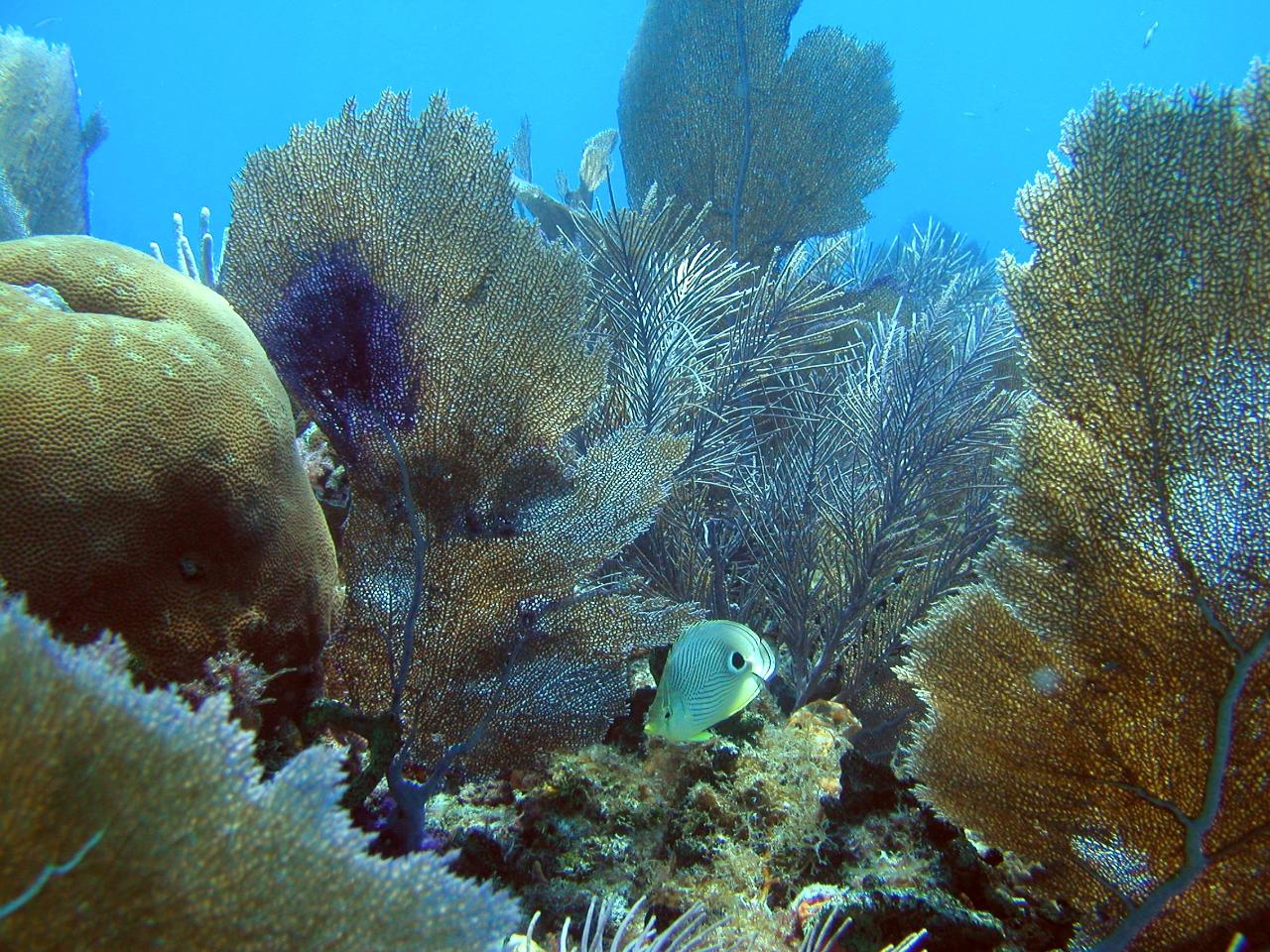 Key West Snorkel Trip