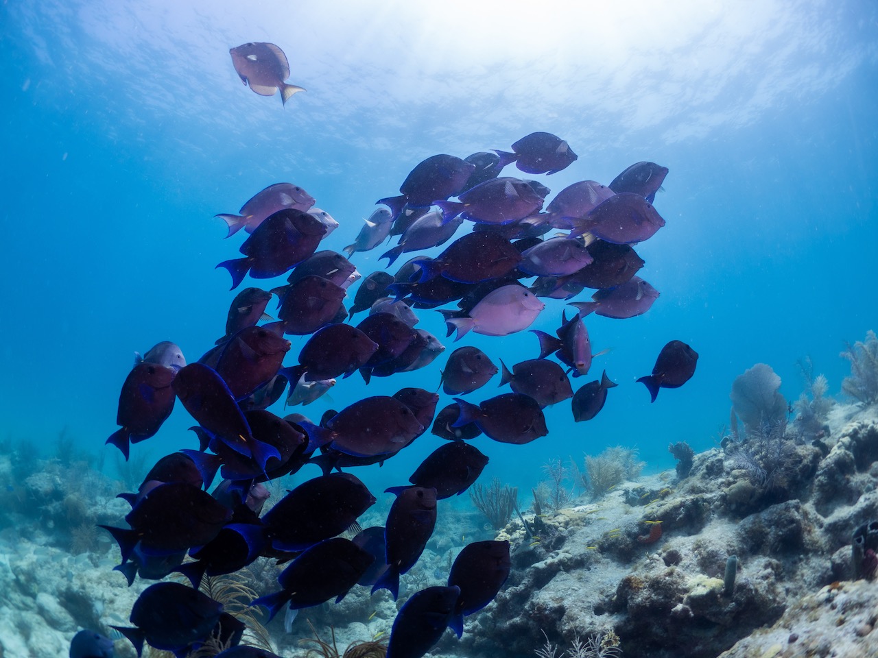 Marathon Snorkel Trip