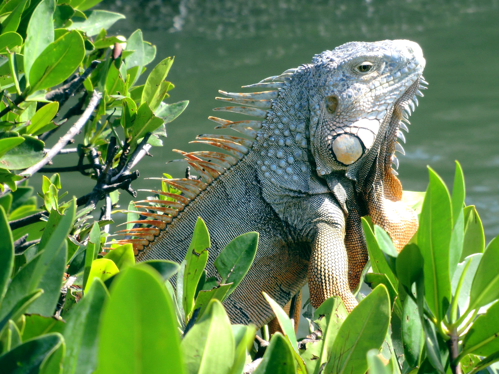 Key West Island & Sandbar Cruise