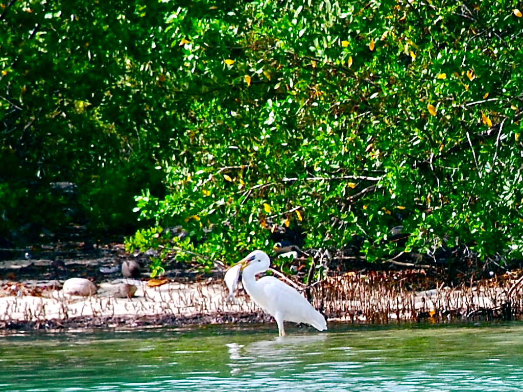 Out Island Excursion & Picnic Captain Hook's Reservations