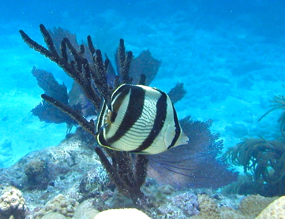 Fish Identification Specialty Course @ Key West