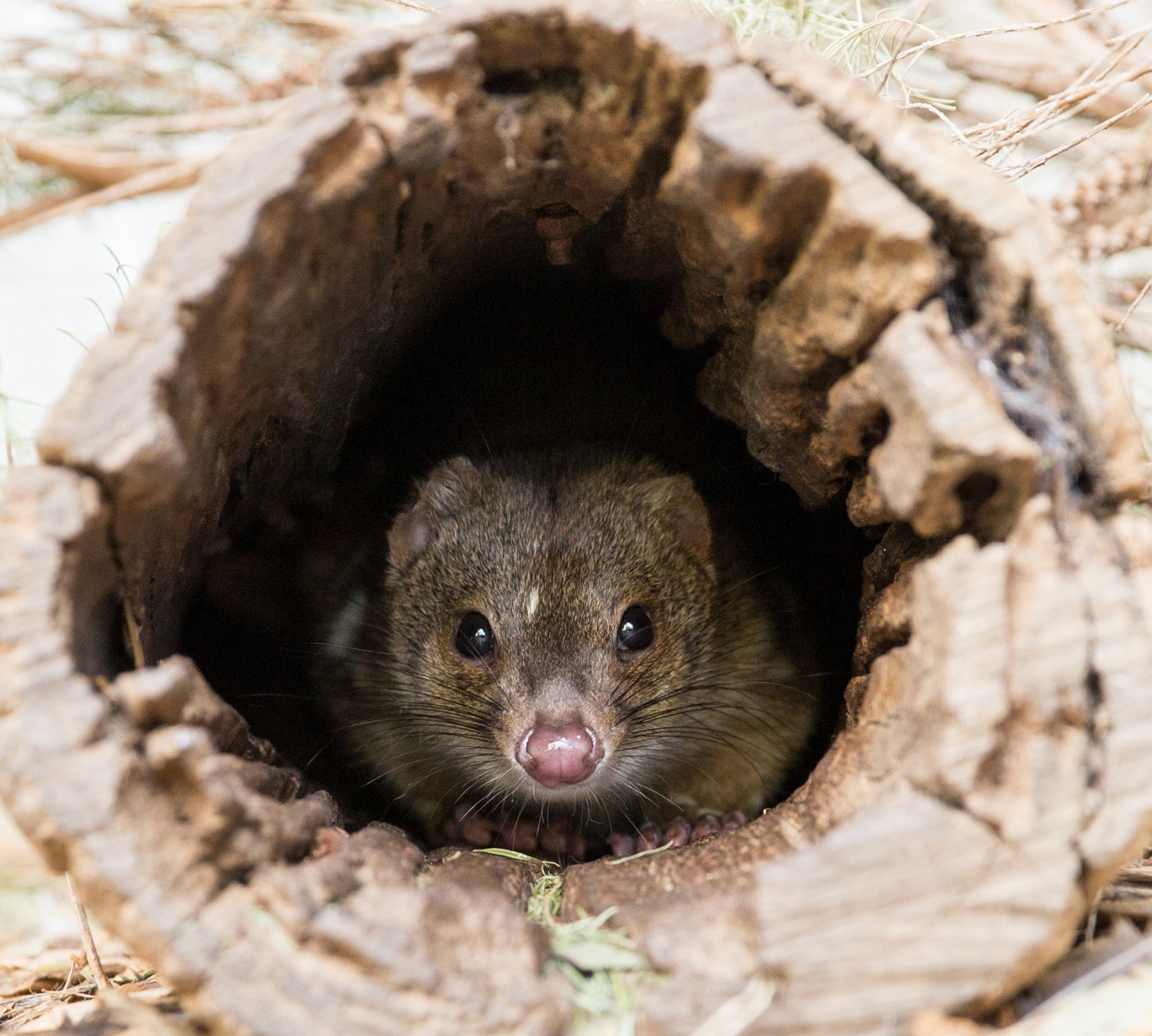 Kangaroo Island Wildlife Park & Beach Experience - Guided Coach Tour