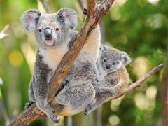 Kangaroo Island Wildlife Encounter - Guided Coach Tour