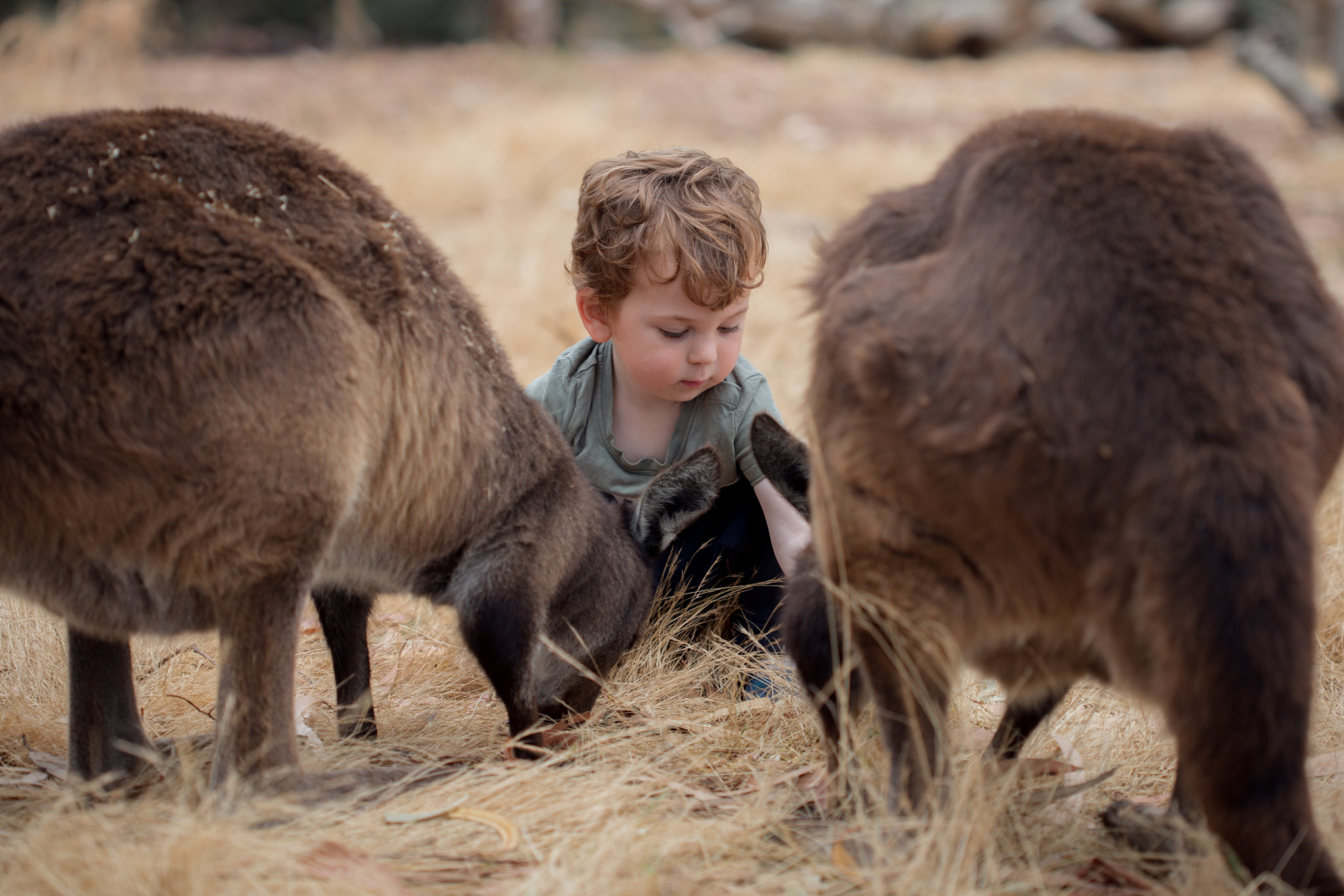 Kangaroo Island Wildlife Park & Beach Experience - Guided Coach Tour