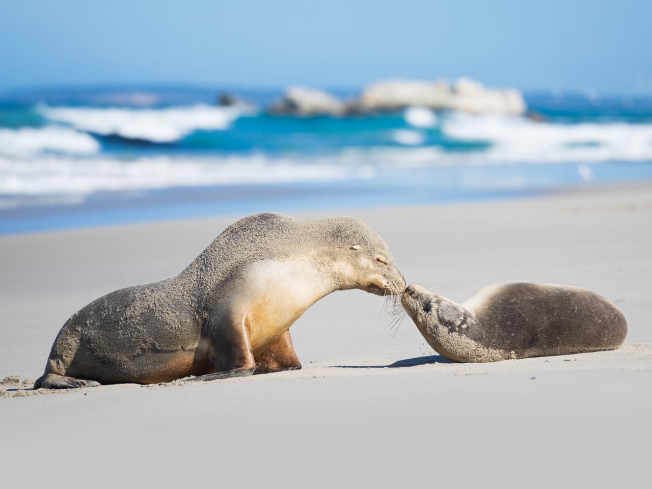 Kangaroo Island Seal Bay Beach Experience - Guided Coach Tour