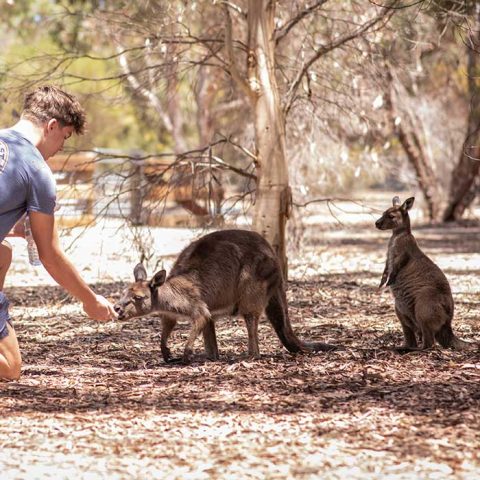 Kangaroo Island Wildlife Park & Beach Experience - Guided Coach Tour