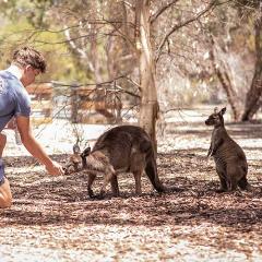 Kangaroo Island Wildlife Park & Beach Experience - Guided Coach Tour