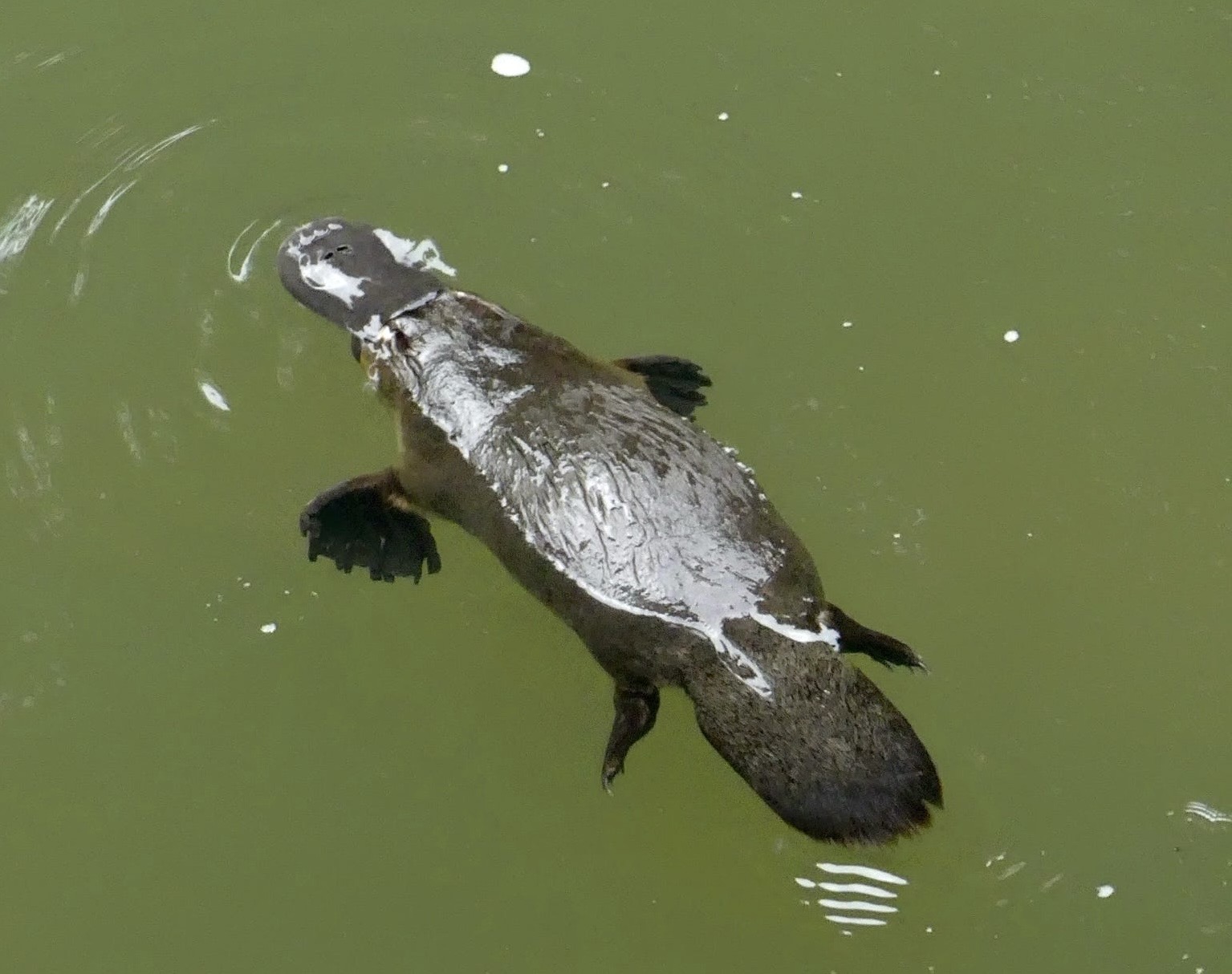 Platypus Paradise Tour