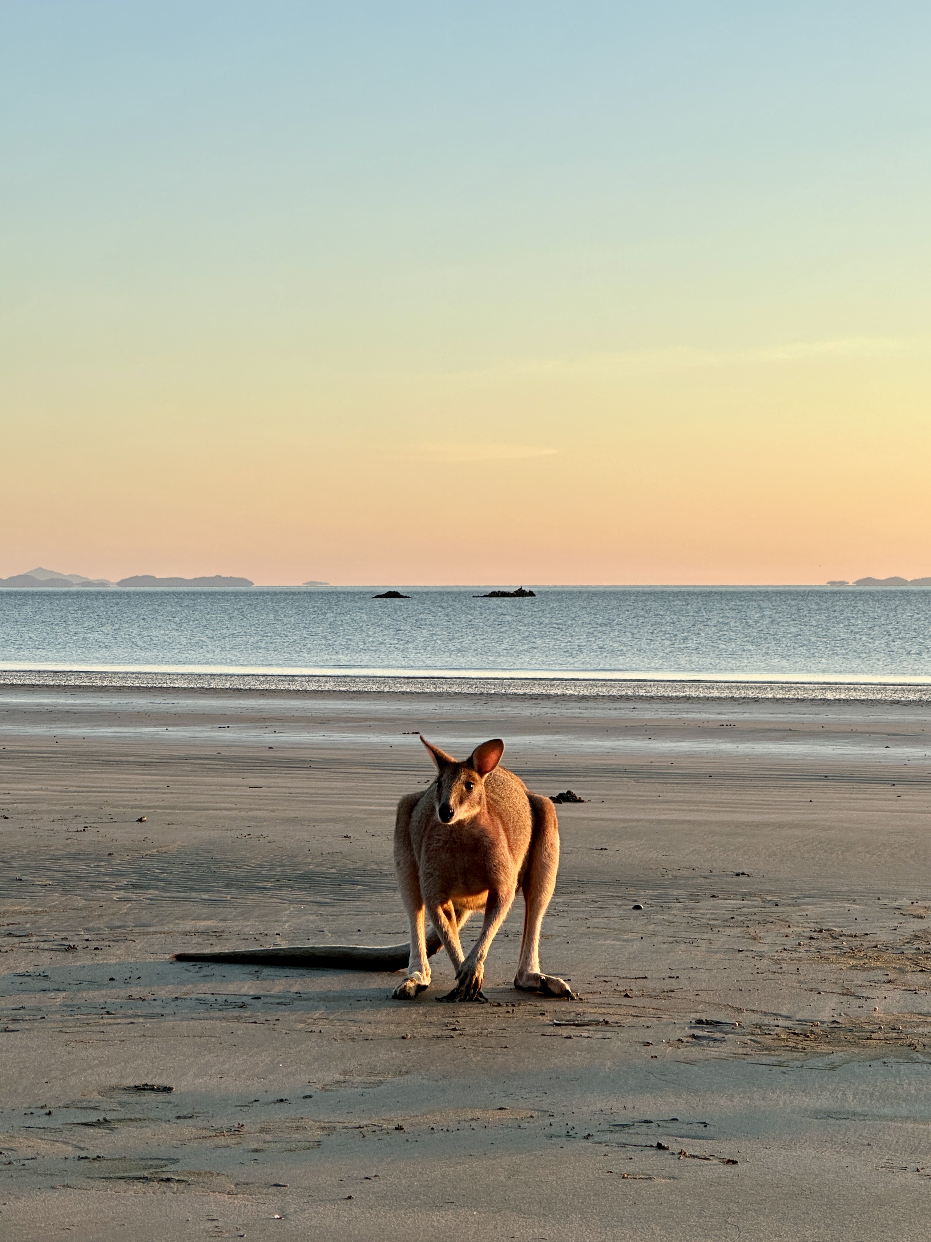 Beach Sunrise with the Wallabies