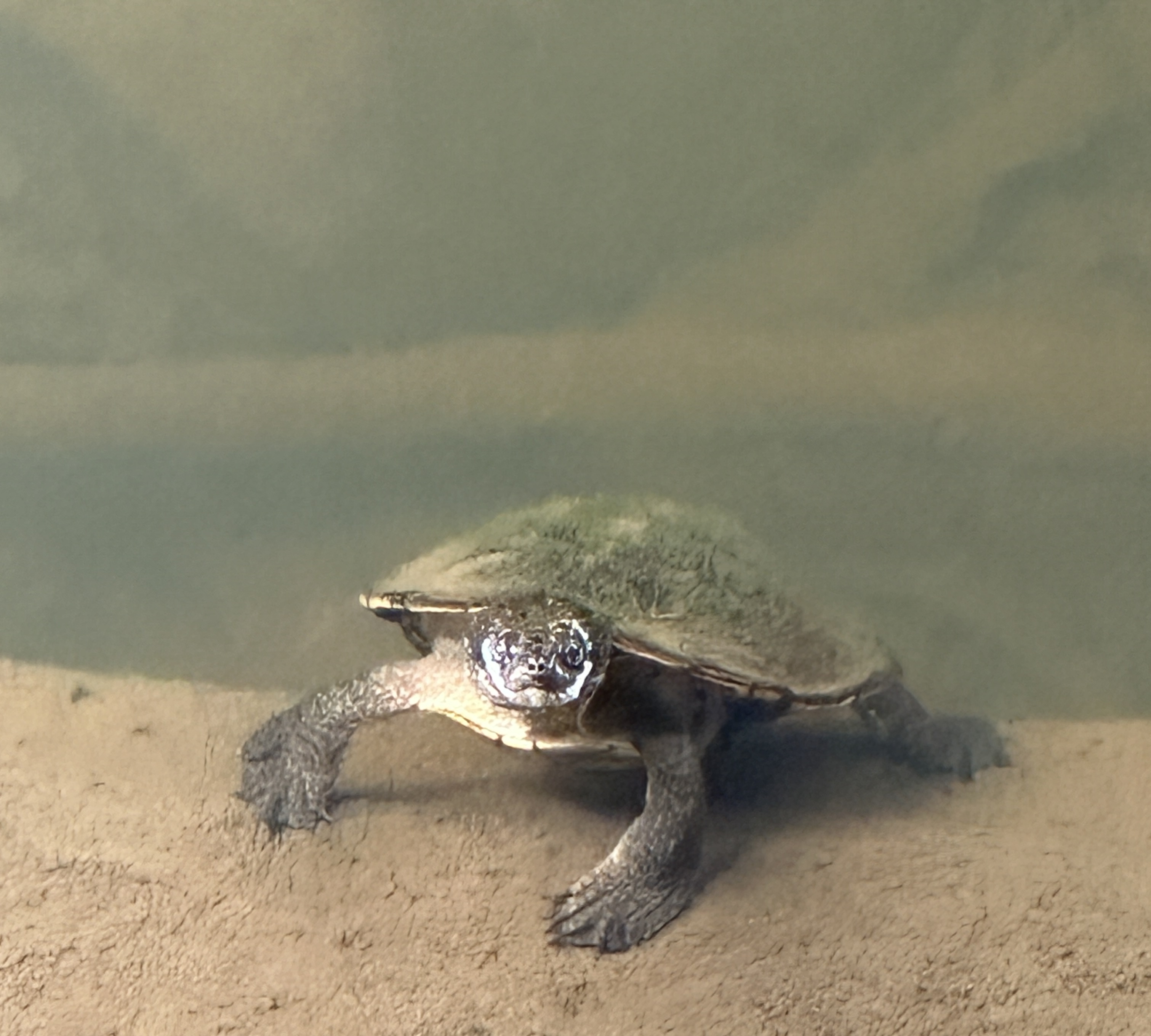 Platypus Paradise Tour