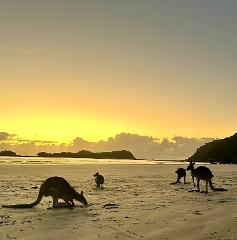 Beach Sunrise with the Wallabies