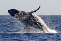 Whales of The Bay Cruise