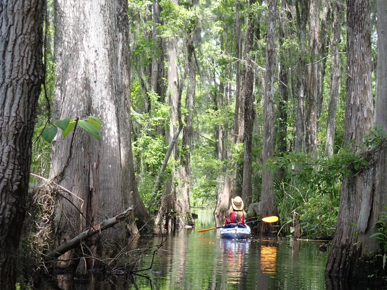 3 Hour Cathead Creek Kayak Tour