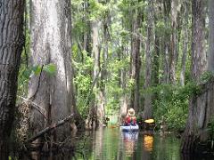 3 Hour Cathead Creek Kayak Tour