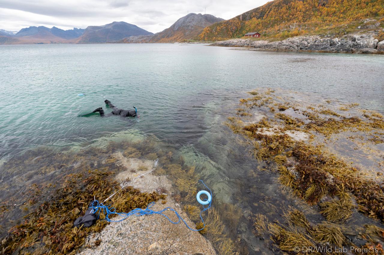 Snorkel & restore kelp forests around Tromsø