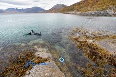 Snorkel & restore kelp forests around Tromsø