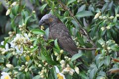 Private Birding Tour