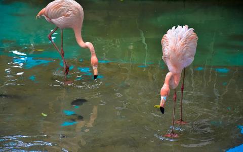 Outback_Adventures_excursions_Punta_Cana_tours_Dominican_Republic_Pink_Flamingos_Bayahibe