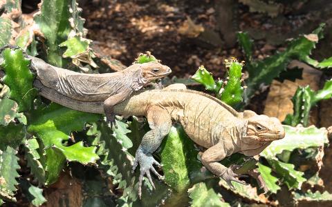 Outback_Adventures_rhino_iguanas_wildlife_Dominican_Republic__1_