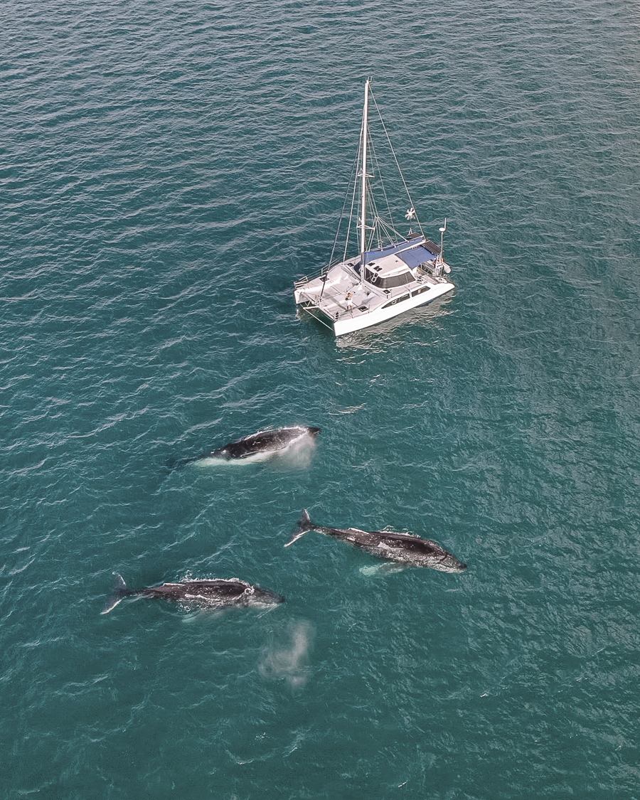 3-Day, 2-Night Overnight Skippered Whale Watch Experience