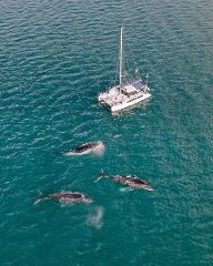 3-Day, 2-Night Overnight Skippered Whale Watch Experience