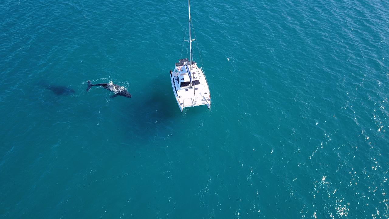 Full-Day Private Whale Watching Experience from Hervey Bay