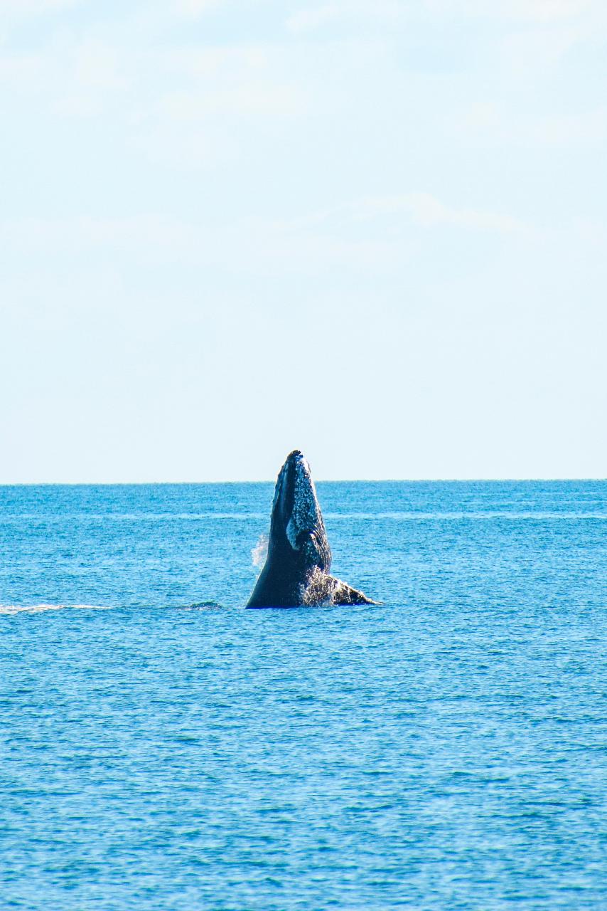 2-Day, 1-Night Overnight Skippered Whale Watch Experience