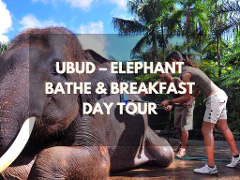 Ubud – Elephant Bathe & Breakfast Day Tour