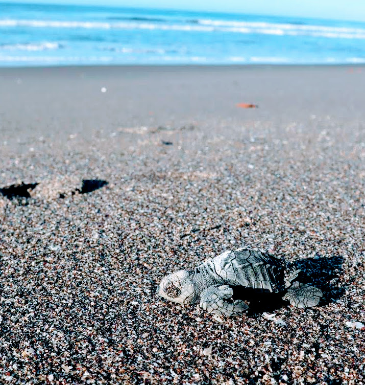 2 Day - Turtle Conservation on Brasilies Island