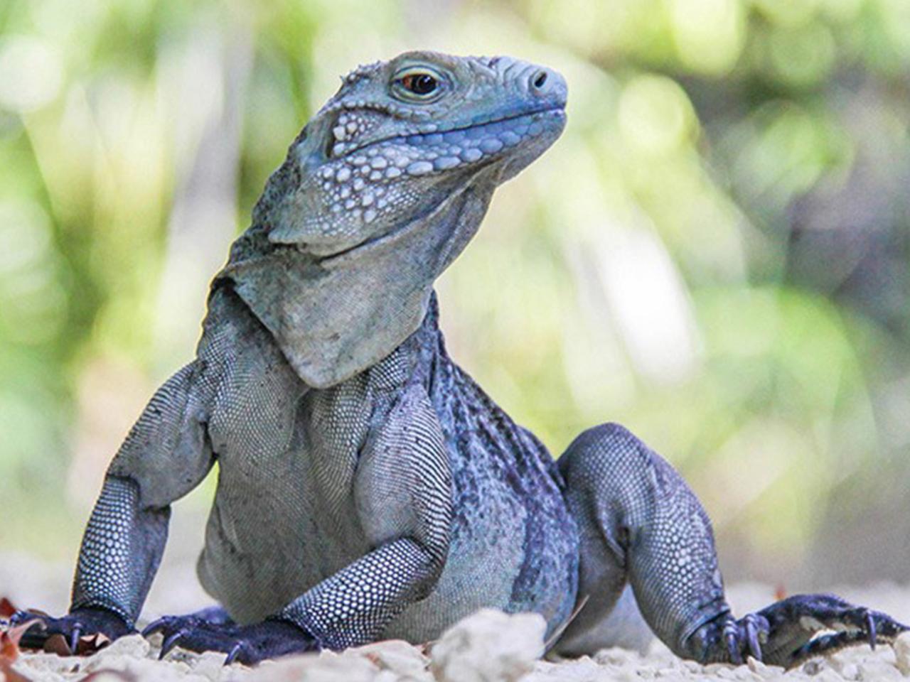 Blue Iguana Conservation Tour 