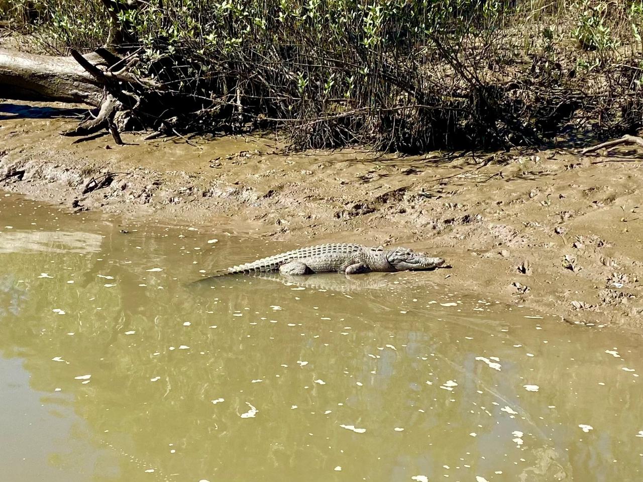 Crocodile Spotting River Cruise