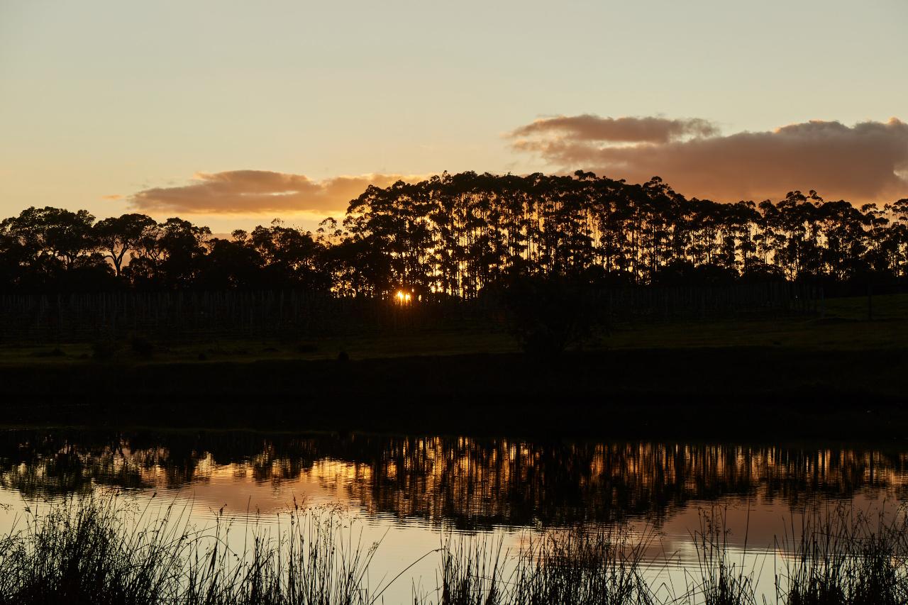Burning of the Vines Celebration