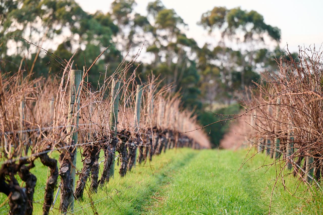 Vertical Celebration of our Cabernet Sauvignon