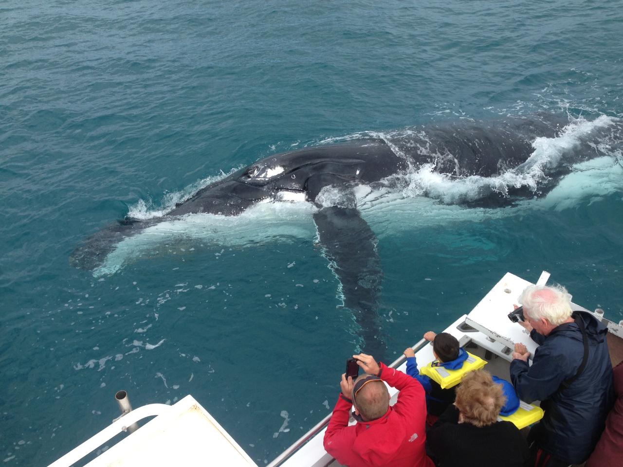 Kalbarri Whale Watching