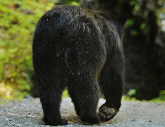 Traitors Cove Bear Viewing