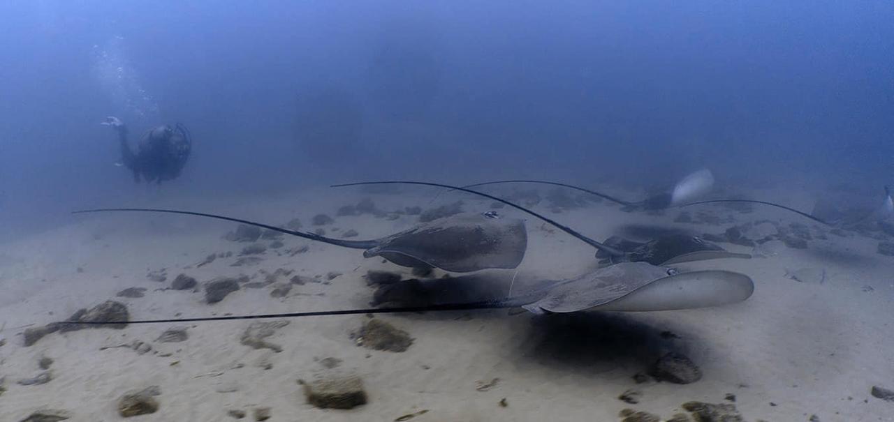 GC Seaway Boat Drift Dive