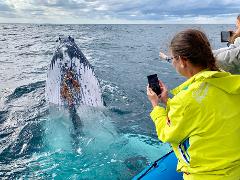 Private Charter - Whale Watching (optional Swimming)
