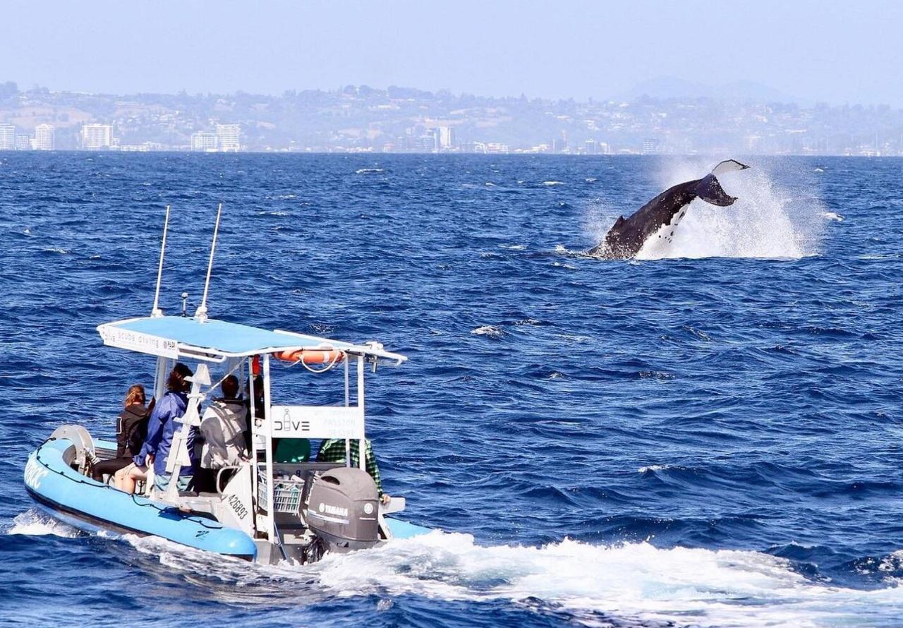 Boutique Small Boat Whale Watching 2 to 3 hours