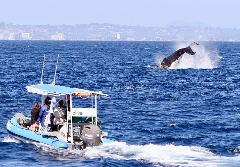 Boutique Small Boat Whale Watching 2 to 3 hours