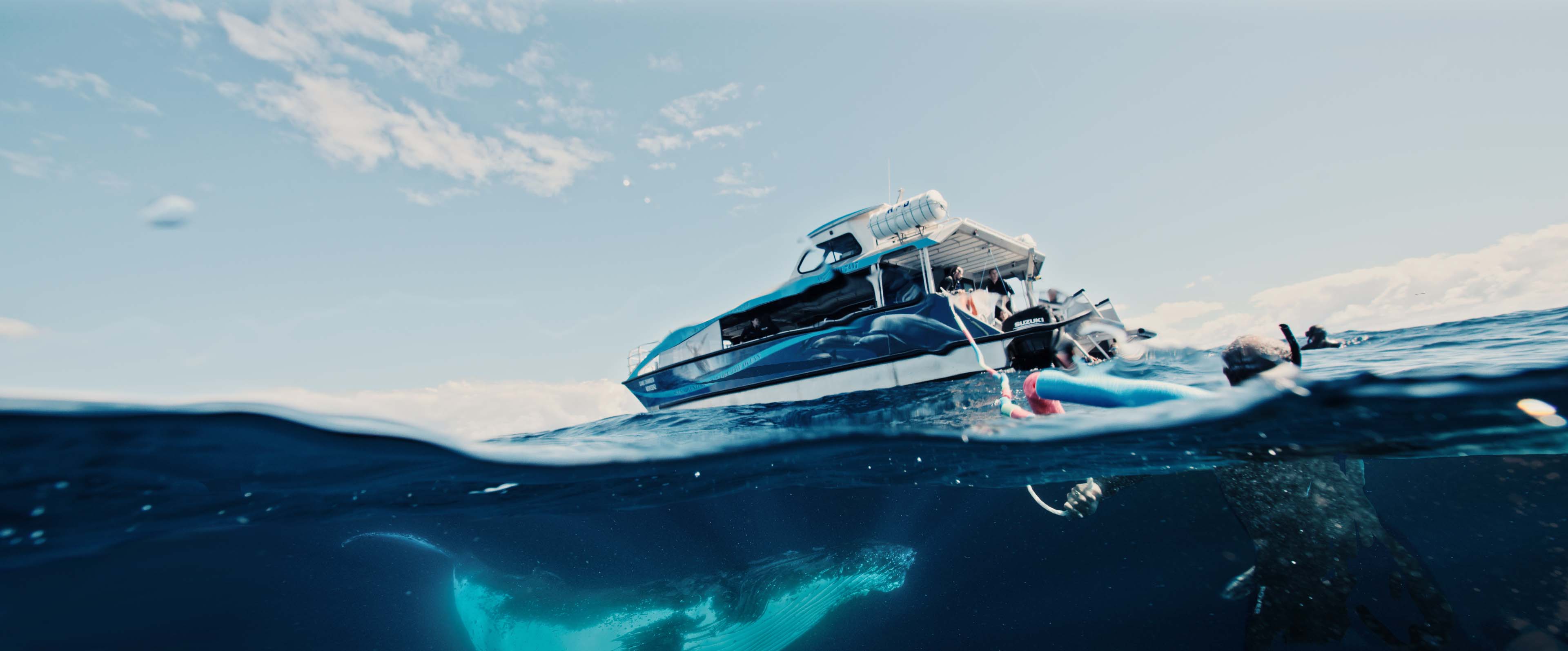 Swim With Whales, Gold Coast - 3 Hour Cruise