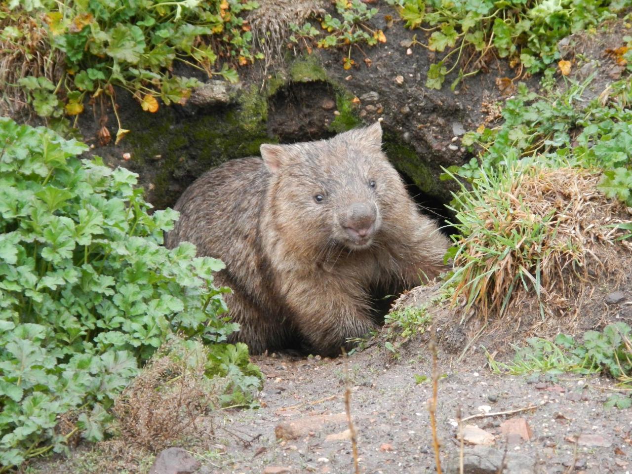 Boutique Wildlife in the Wild Tour