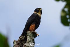 Birding Reserve Guided Experience (Tinamu)