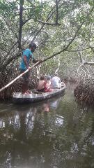 A man poles a long, narrow boat with three passengers through a narrow waterway lined with trees and mangrove roots.