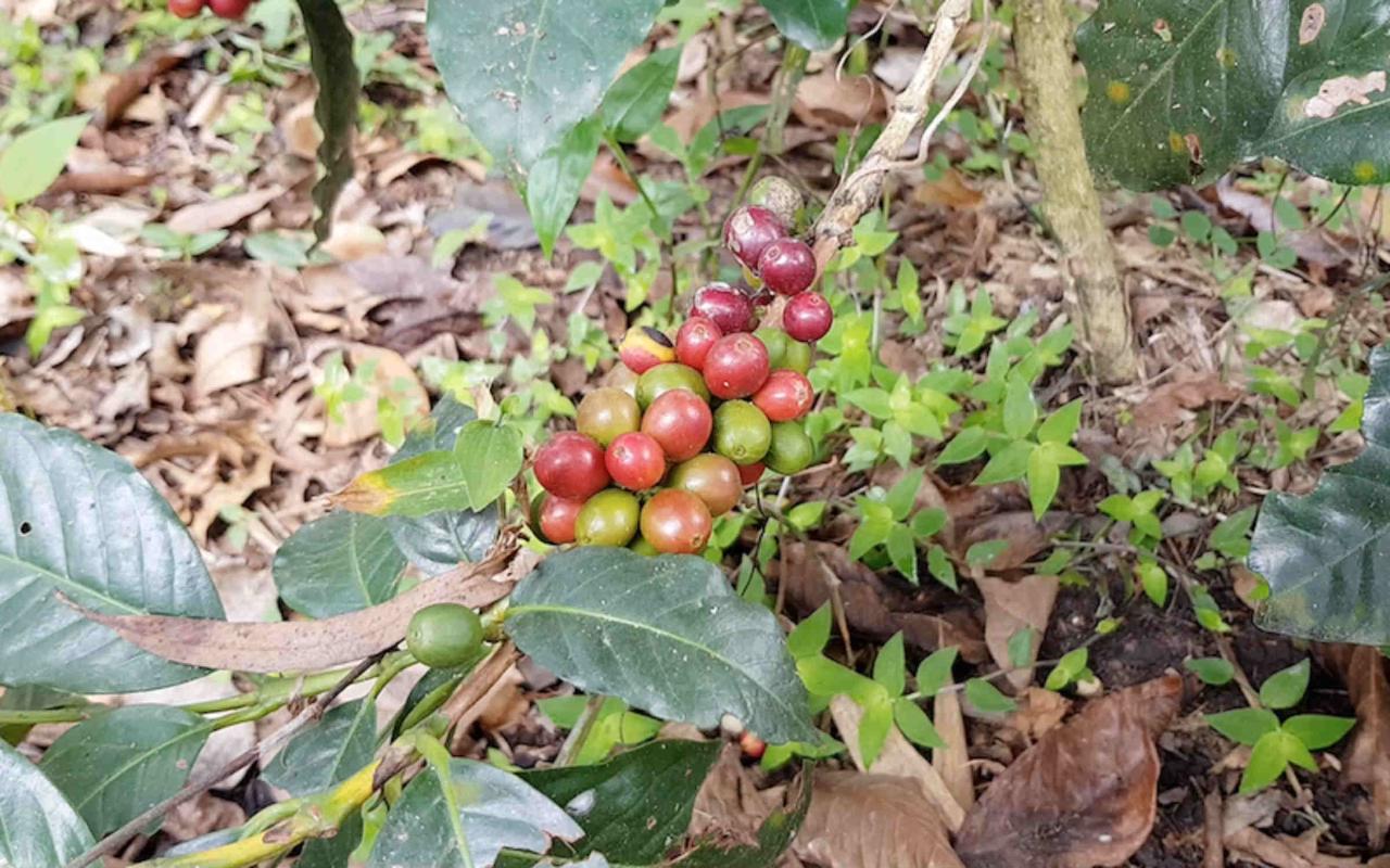 Hacienda Coloma Coffee Day Tour in Fusagasugá from Bogotá