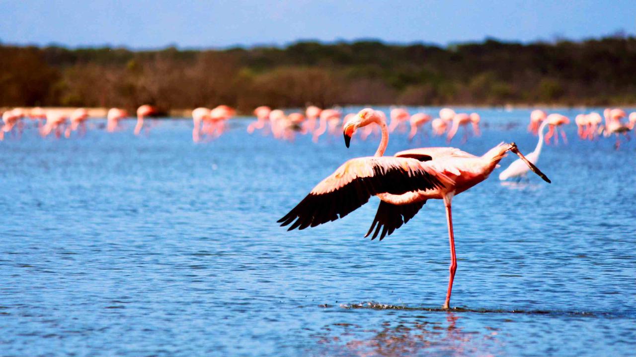 The Flamingo Sanctuary of La Guajira